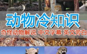 外面卖1699的国外纪录片解说(动物解说、美食、动画片)稳过中视频-16888副业资讯